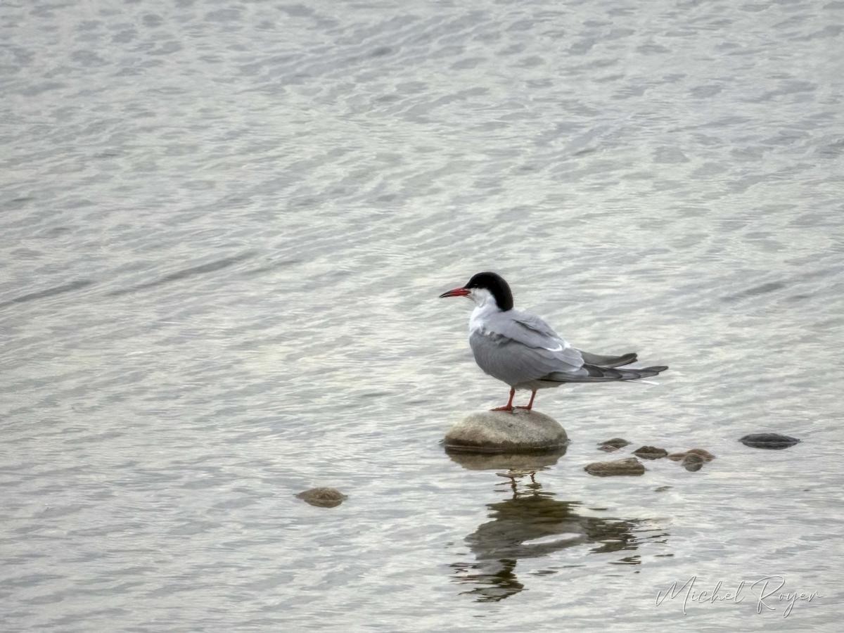 A L'Ecopôle du Val d'Allier dernièrement