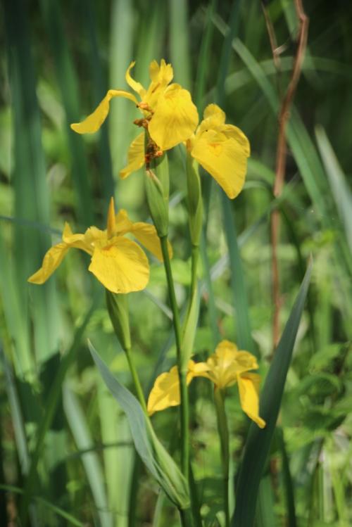 en balade au bord de l'Essonne