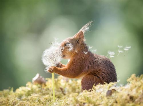 Images insolites d'animaux