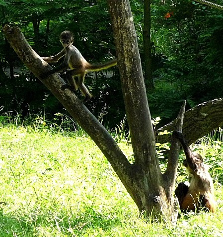 zoo20.06.12 002