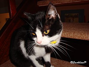 Dsc02882marq
