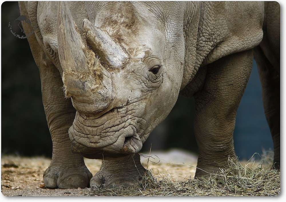 Rhinocéros blanc...