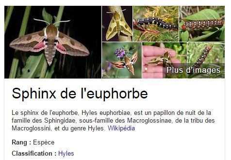 Chenilles du sphinx de l’euphorbe 