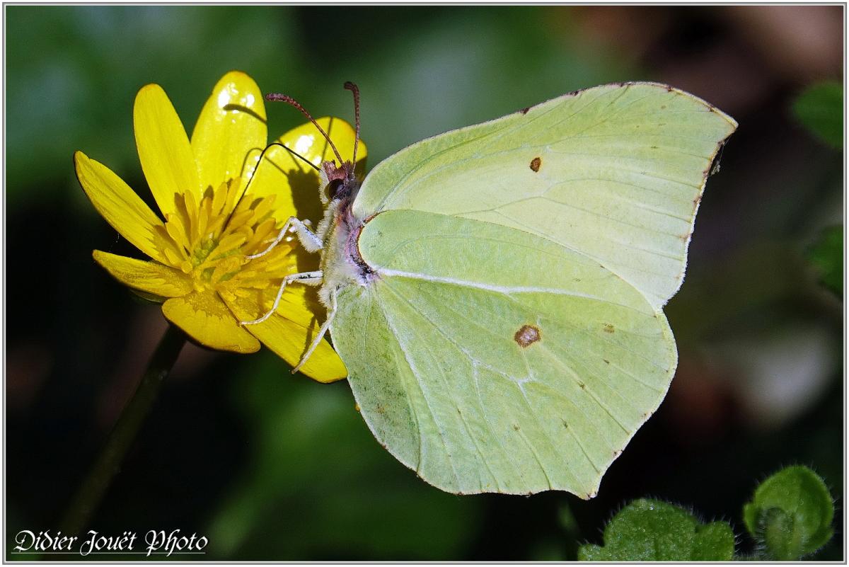 Citron (5) - Gonepteryx rhamni