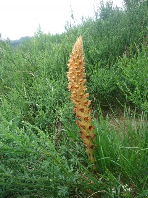 "Séjour dans Les Vosges" - 6 au 13 juin 2015