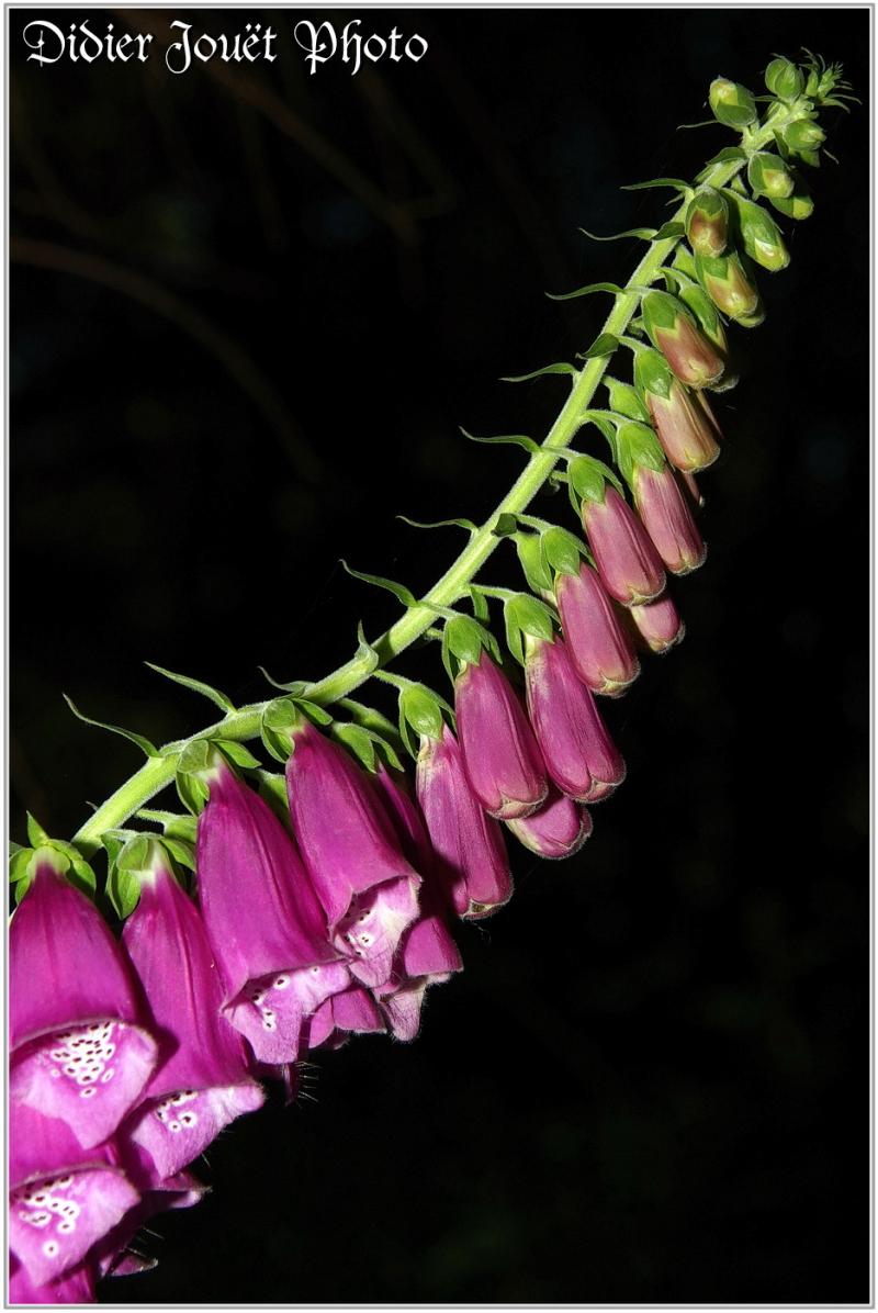 Digitale Pourpre (3) - Digitalis purpurea