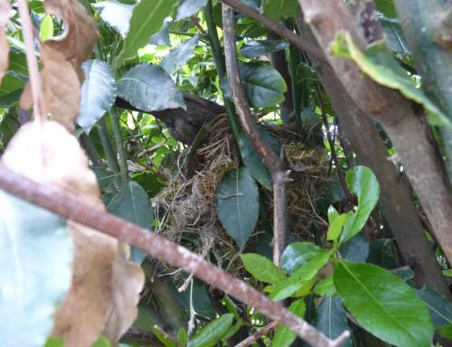 Petit merle tombé du nid.