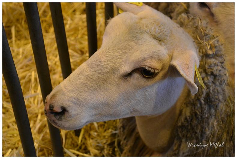 Salon International de l'Agriculture : Le mouton Boulonnais 