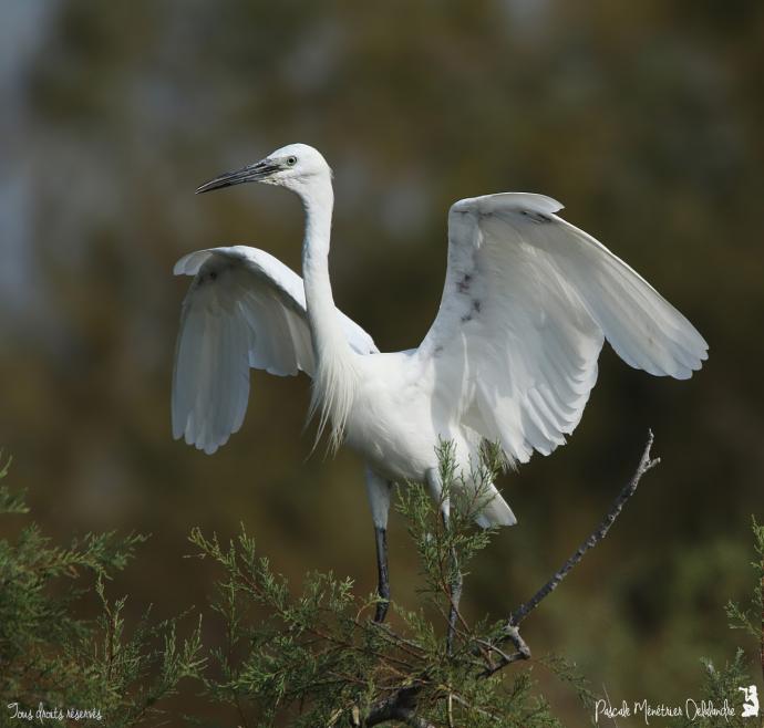 Aigrette garzette