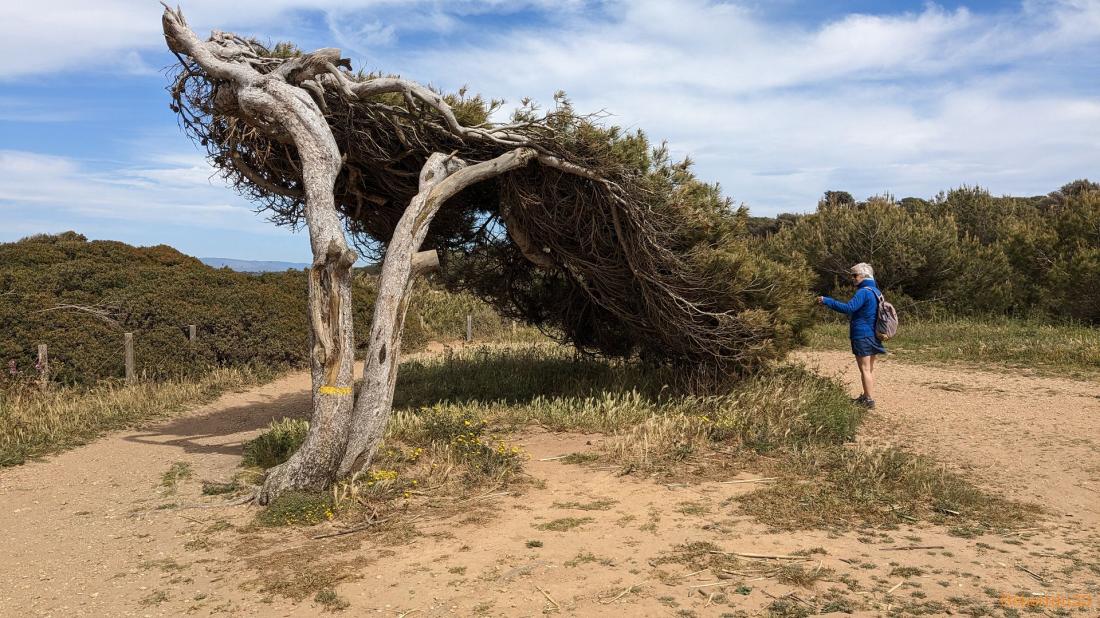 la presqu'île de Giens - 6
