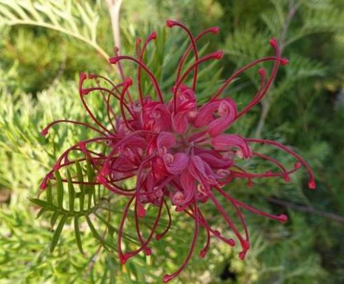 Fleurs cultivées : Grévilléa
