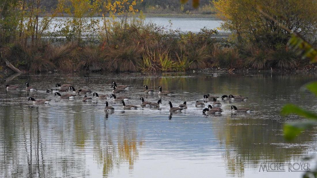 Sortie LPO à l'Ecopôle du val d'allier