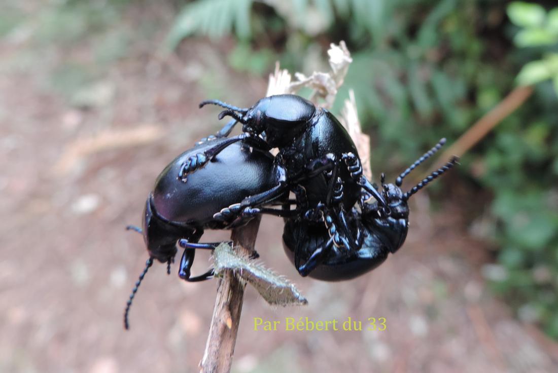 Zone X  pour insectes