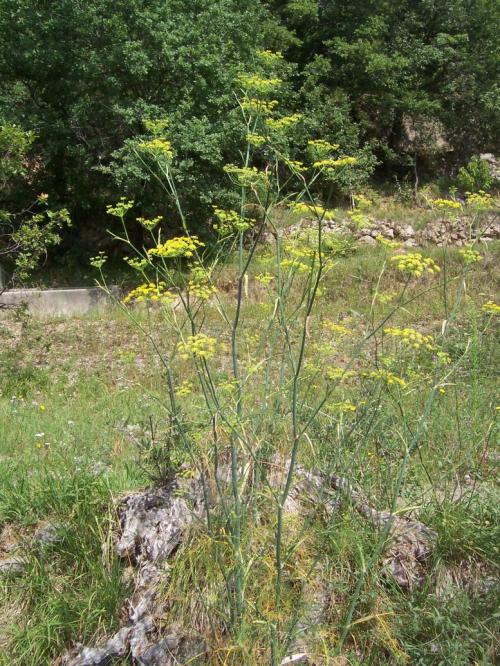Vertus médicinales des plantes sauvages : Fenouil sauvage