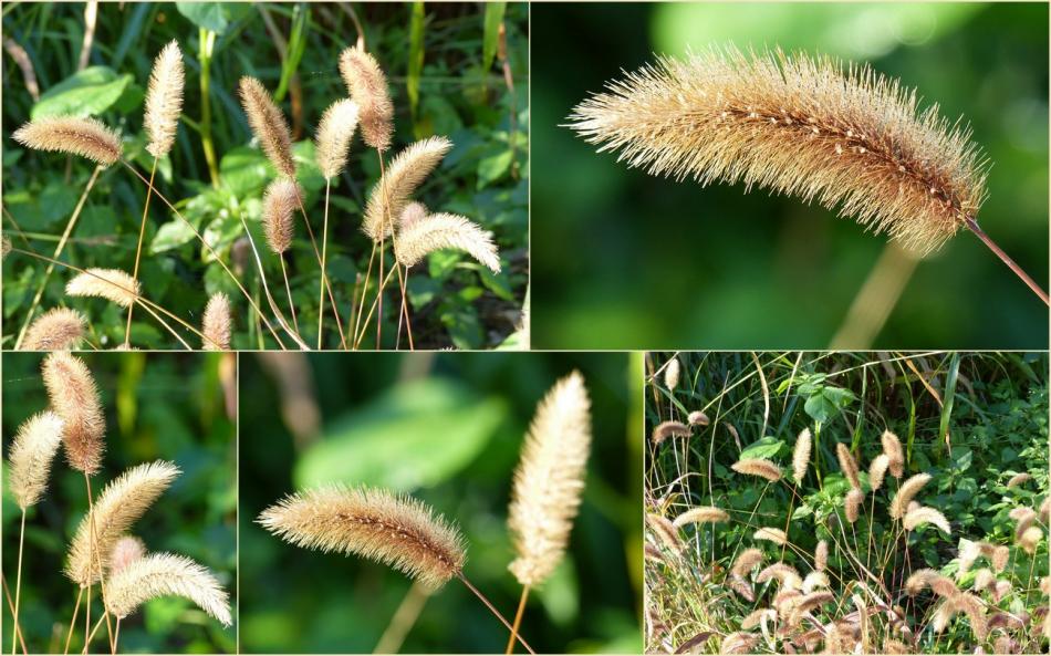 Il a un long bec ...