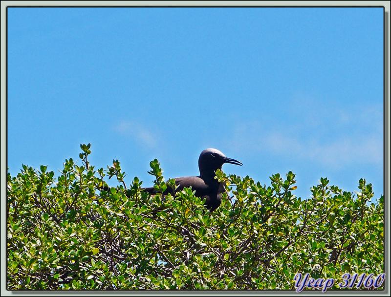 Noddi noir (Anous minutus) - Ile aux Oiseaux : Motu Puarua - Tikehau - Tuamotu - Polynésie française