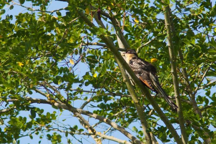 Festival BIRDFAIR à Paimboeuf 