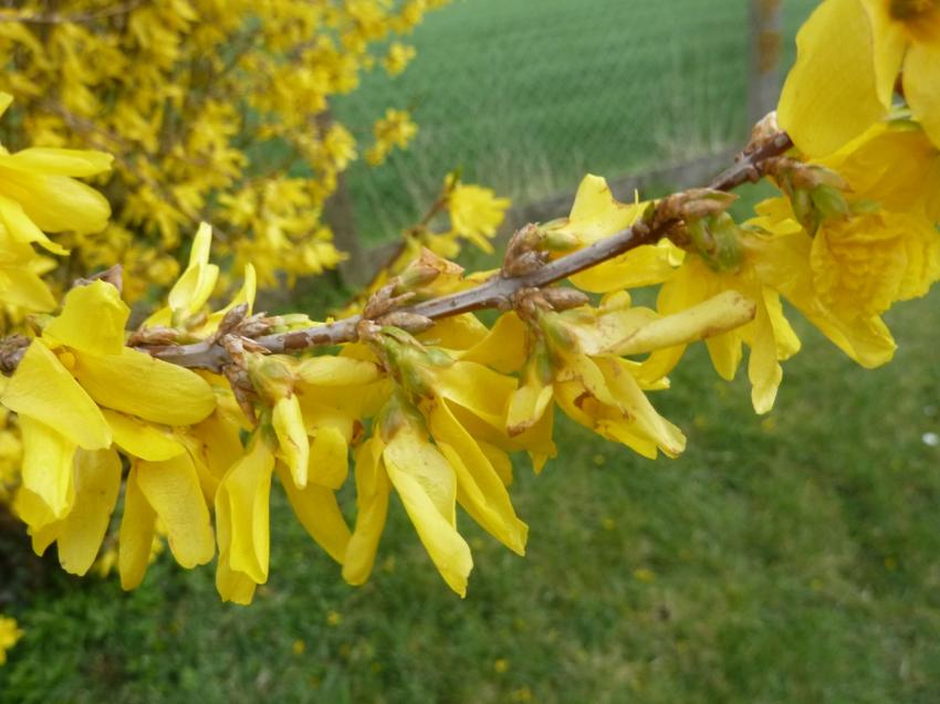 week end fleuri ...
