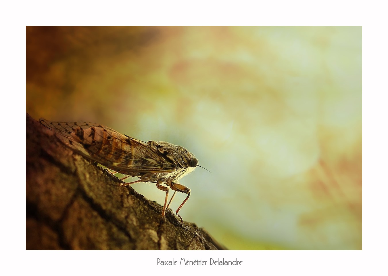 Cigale de l'Orne ou Cigale du Frêne ou... Cigale Méridionale (Cicada orni) où... le chant d'été du sud