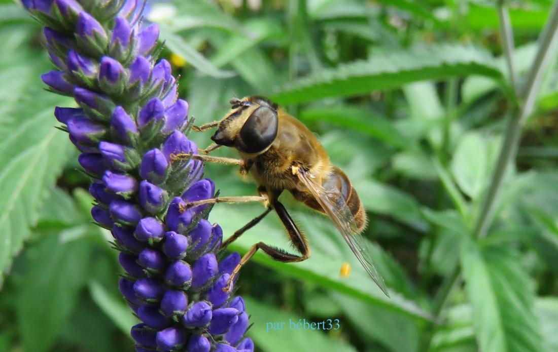 une abeille qui ...