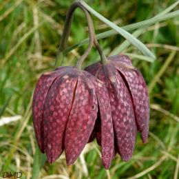 Fritillaria meleagris - fritillaire pintade