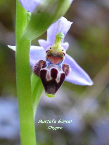 (endemic to cyprus) ophrys lapethica -lapta orkidesi- lapithos bee-orchid  (6)