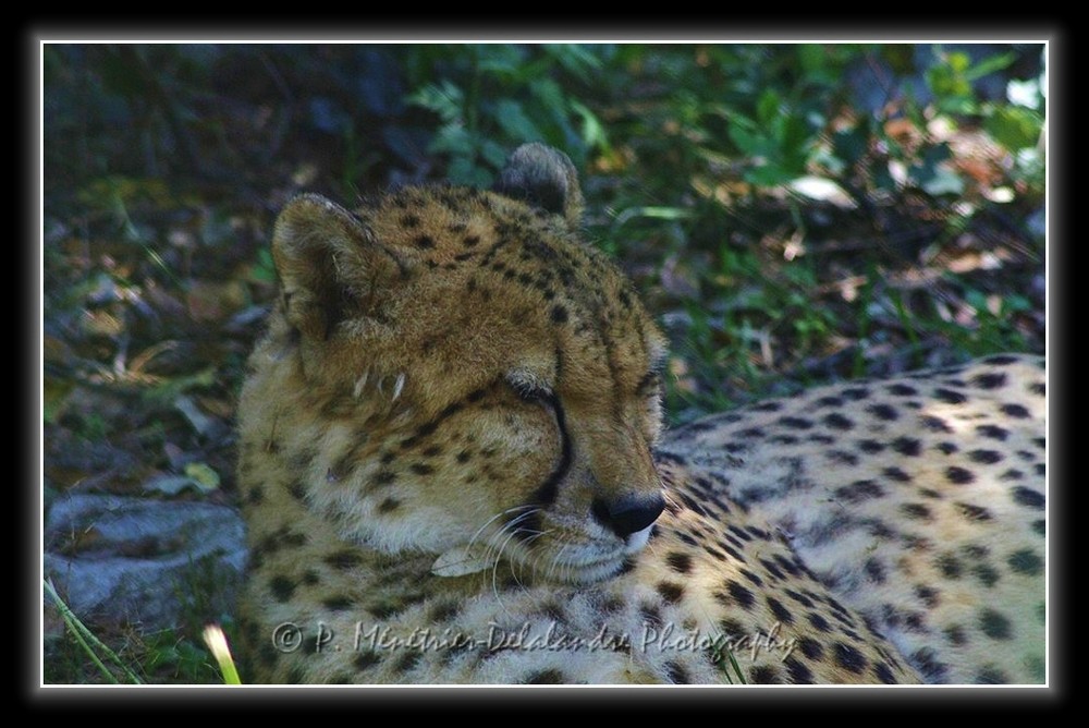 Guépard...