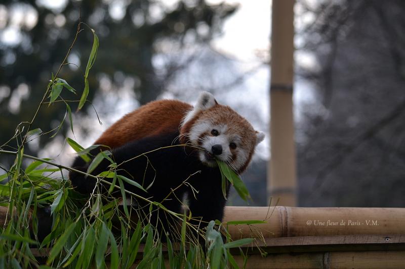 La Ménagerie du jardin des Plantes : Le Panda roux 