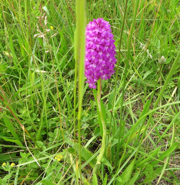 Les orchidées sauvages du Châtillonnais ont fleuri en grand nombre pendant ce printemps 2024