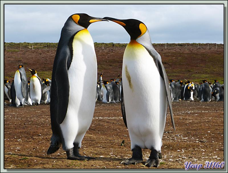 Manchots Royaux: les amoureux après la cour de Monsieur à Madame - Volunteer Point - Falkland Islands, Iles Malouines, Islas Malvinas