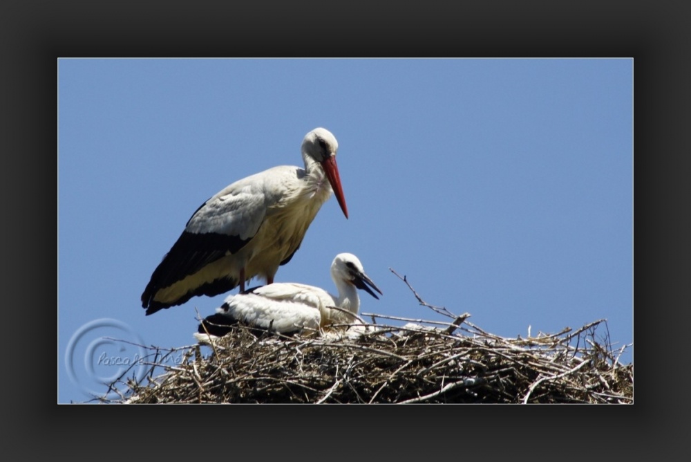 Essais d'ailes...