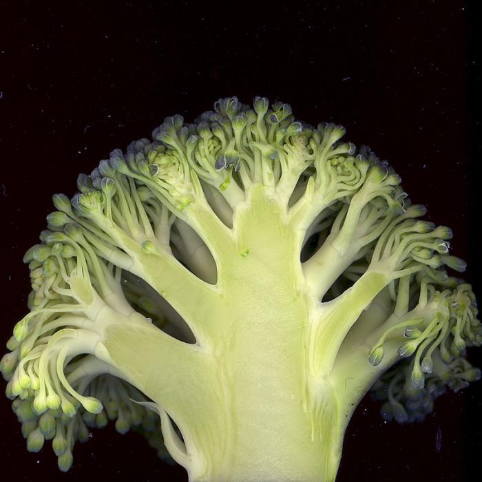 Légumes du mois de Juin
