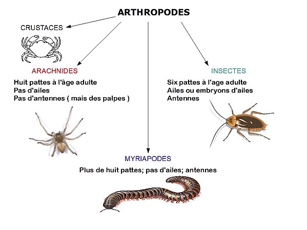 Reconnaître les organismes : arthropodes - Hortidact