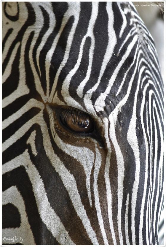 Zèbres de Grevy... en kit