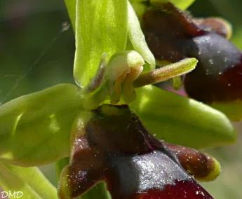 Ophrys aymoninii  -  ophrys d'Aymonin*