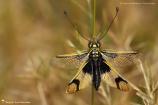 Neuroptera