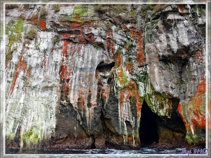 Au pays des merveilles : quand la nature fait dans l'abstrait - Nightingale Island - Tristan da Cunha