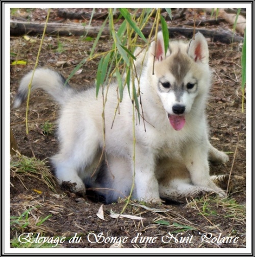 Chiot Husky Femelle 3 (56j)
