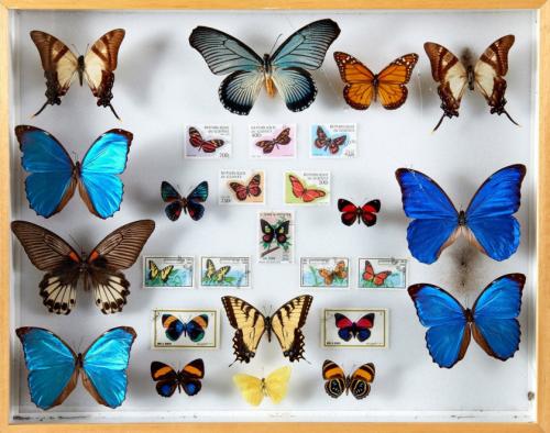 LEPIDOPTERES 4