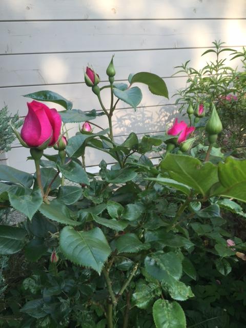 fleurs