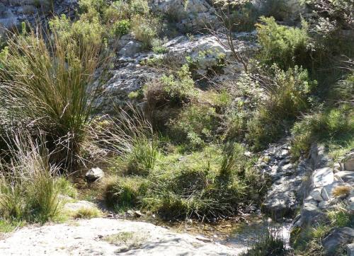 Monts Carpiagne et Saint Cyr