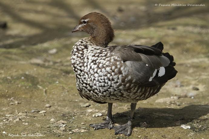 Canard à crinière