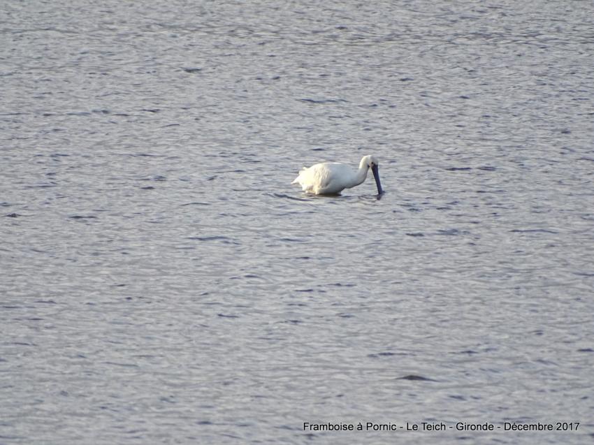  LE TEICH en Gironde - décembre 2017