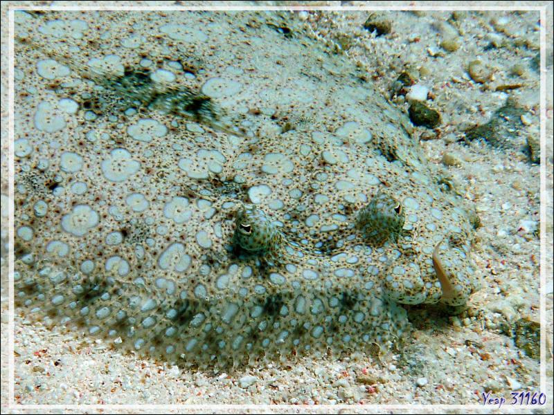 Turbot tropical ou Rombou tropicale ou Sole tropicale, Flowery flounder (Bothus mancus) - Pension Kuriri - Maupiti - Polynésie française