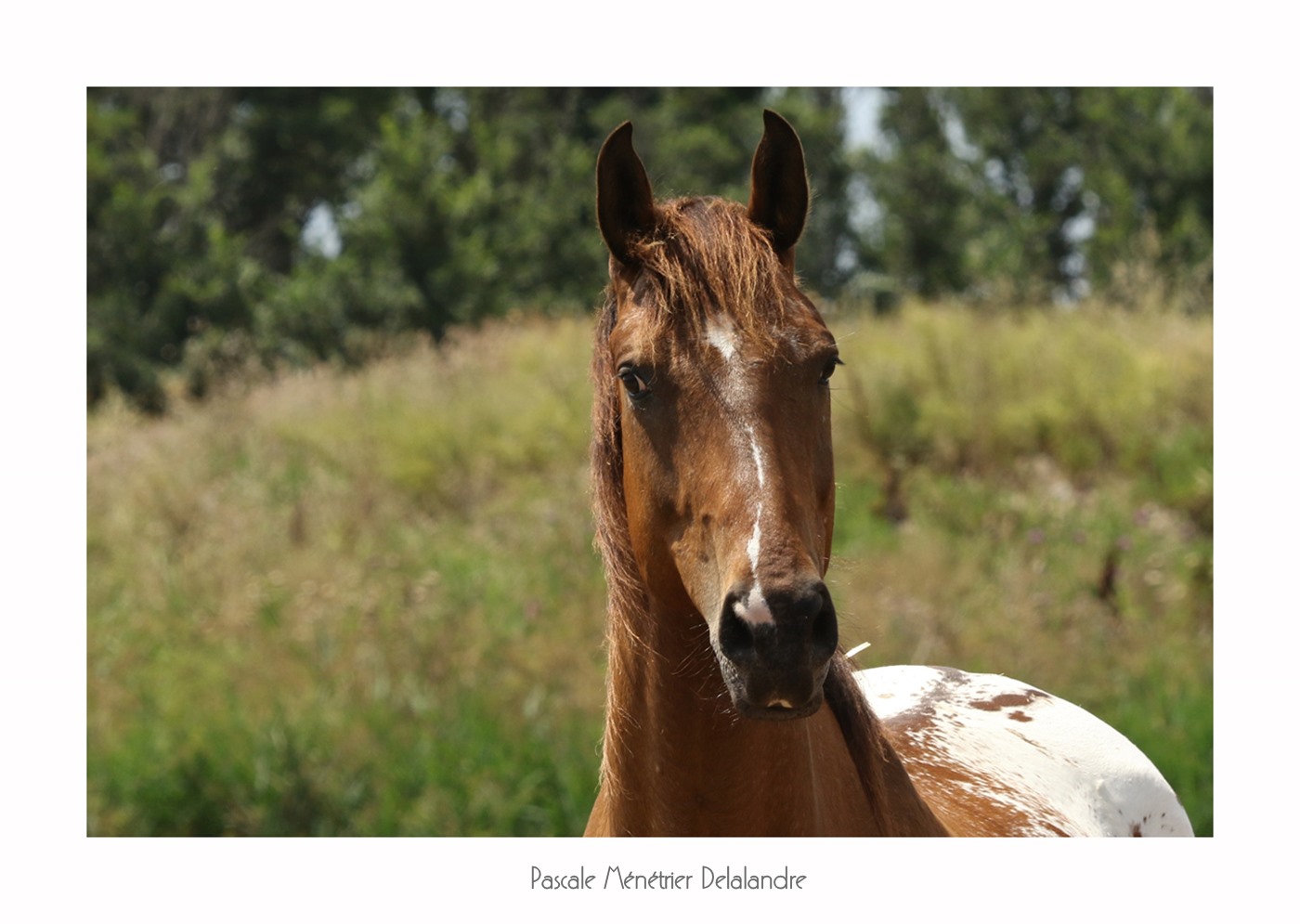 Appaloosa