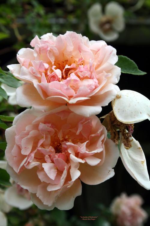 'Léontine Gervais