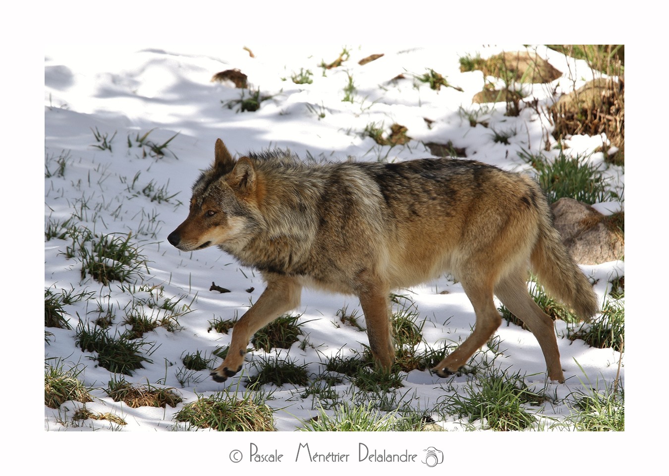 Loup - Son incroyable beauté.