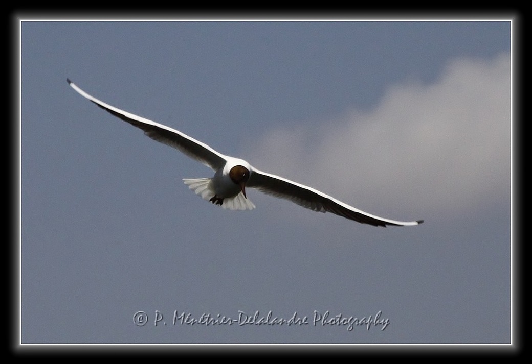 Mouette rieuse...