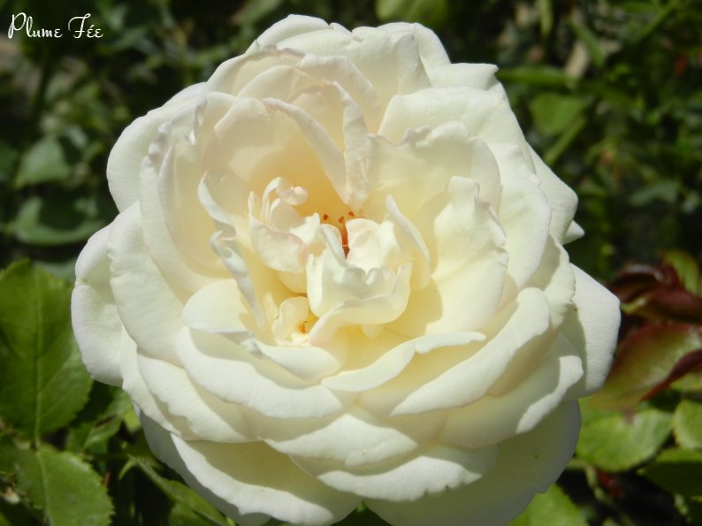 Image001.jpg