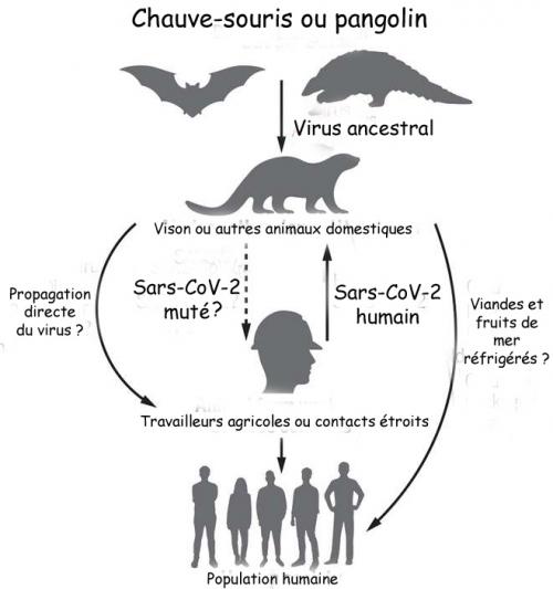Pourquoi le vison pourrait être l'hôte intermédiaire du virus : une étude de Futura Science